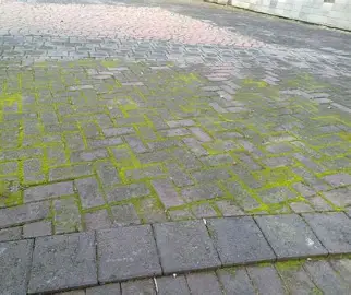 Pavers with heavy moss growth between the joints